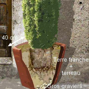 planter un if en pot